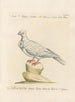 L'ornithologie methodisch verdautes Gemälde Pl256 - Saverio Manetti — Ansicht des Kunstwerks