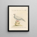 L'ornithologie methodisch verdautes Gemälde Pl256 - Saverio Manetti — gerahmtes Bild an der Wand