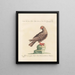 L'ornithologie méthodiquement digérée Pl257 - Saverio Manetti — gerahmtes Bild an der Wand