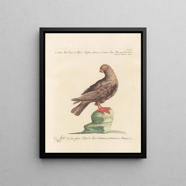 L'ornithologie méthodiquement digérée Pl257 - Saverio Manetti — gerahmtes Bild an der Wand