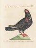 Ornithologie methodisch verdaut Pl258 - Saverio Manetti — Ansicht des Kunstwerks