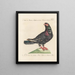 Ornithologie methodisch verdaut Pl258 - Saverio Manetti — gerahmtes Bild an der Wand