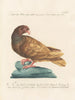 Ornithologie methodisch verdaut Pl259 - Saverio Manetti — Ansicht des Kunstwerks