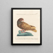 Ornithologie methodisch verdaut Pl259 - Saverio Manetti — gerahmtes Bild an der Wand