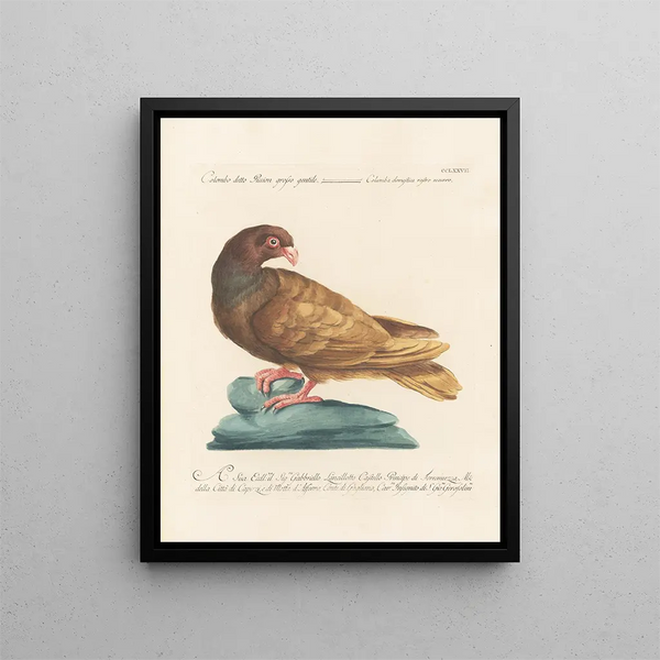 Ornithologie methodisch verdaut Pl259 - Saverio Manetti — gerahmtes Bild an der Wand