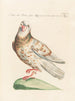 Ornithologie méthodisch verdaut Pl260 - Saverio Manetti — Ansicht des Kunstwerks