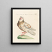 Ornithologie méthodisch verdaut Pl260 - Saverio Manetti — gerahmtes Bild an der Wand