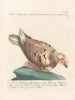 L'ornithologie methodisch verdaut Pl261 - Saverio Manetti — Ansicht des Kunstwerks