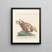 L'ornithologie methodisch verdaut Pl261 - Saverio Manetti — gerahmtes Bild an der Wand