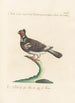 Ornithologia methodice digesta Pl262 - Saverio Manetti — Ansicht des Kunstwerks