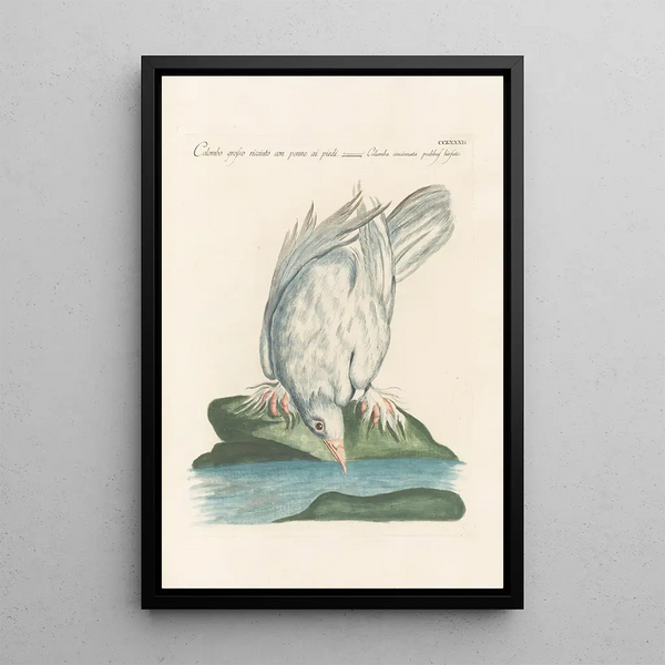 Ornithologia methodice digesta Pl264 - Saverio Manetti — gerahmtes Bild an der Wand