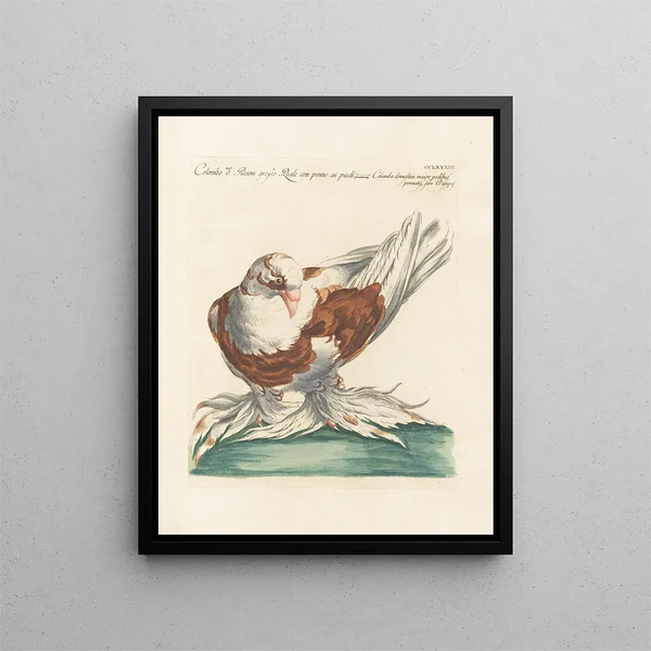 Ornithologie methodisch verdaut Pl265 - Saverio Manetti — gerahmtes Bild an der Wand
