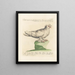 L'ornithologie methodisch verdautes Gemälde Pl266 - Saverio Manetti — gerahmtes Bild an der Wand