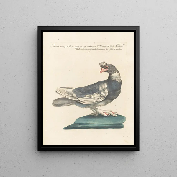 L'ornithologie methodisch verdaut Pl267 - Saverio Manetti — gerahmtes Bild an der Wand