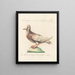 Ornithologie methodisch verdaut Pl268 - Saverio Manetti — gerahmtes Bild an der Wand