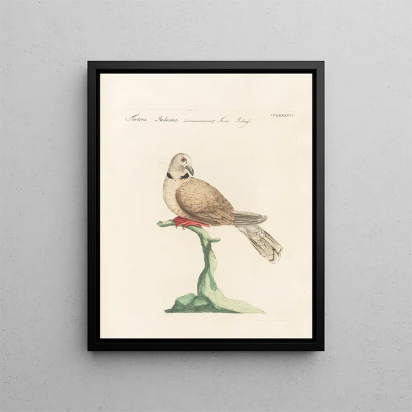 Ornithologie methodisch verdaut Pl269 - Saverio Manetti — gerahmtes Bild an der Wand