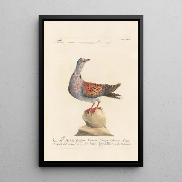Ornithologia methodice digesta Pl271 - Saverio Manetti — gerahmtes Bild an der Wand