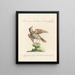 Ornithologie methodisch verdaut Pl272 - Saverio Manetti — gerahmtes Bild an der Wand