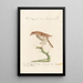 Ornithologia methodice digesta Pl273 - Saverio Manetti — gerahmtes Bild an der Wand