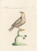 Ornithologie methodisch verdaut Pl274 - Saverio Manetti — Ansicht des Kunstwerks