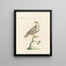 Ornithologie methodisch verdaut Pl274 - Saverio Manetti — gerahmtes Bild an der Wand