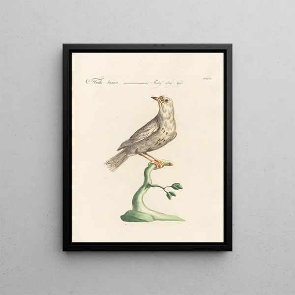 Ornithologie methodisch verdaut Pl274 - Saverio Manetti — gerahmtes Bild an der Wand