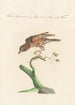 Ornithologia methodice digesta Pl275 - Saverio Manetti — Ansicht des Kunstwerks