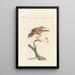 Ornithologia methodice digesta Pl275 - Saverio Manetti — gerahmtes Bild an der Wand
