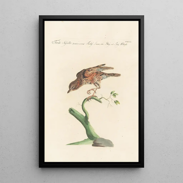Ornithologia methodice digesta Pl275 - Saverio Manetti — gerahmtes Bild an der Wand