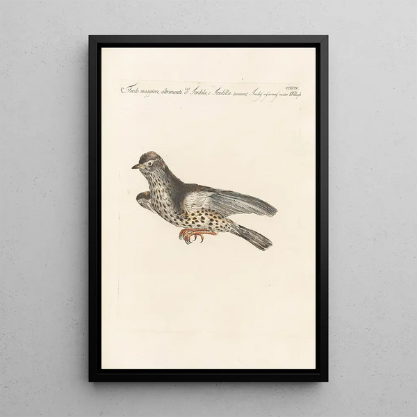 Ornithologia methodice digesta Pl276 - Saverio Manetti — gerahmtes Bild an der Wand