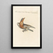 Ornithologia methodice digesta Pl277 - Saverio Manetti — gerahmtes Bild an der Wand