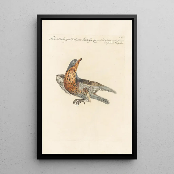Ornithologia methodice digesta Pl277 - Saverio Manetti — gerahmtes Bild an der Wand