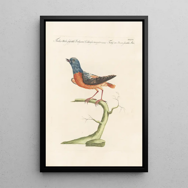 Ornithologia methodice digesta Pl278 - Saverio Manetti — gerahmtes Bild an der Wand
