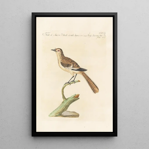 Ornithologia methodice digesta Pl280 - Saverio Manetti — gerahmtes Bild an der Wand