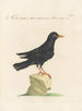 L'ornithologie méthodiquement digérée Pl281 - Saverio Manetti — Ansicht des Kunstwerks