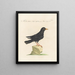 L'ornithologie méthodiquement digérée Pl281 - Saverio Manetti — gerahmtes Bild an der Wand