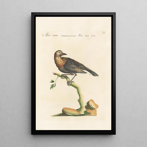 Ornithologia methodice digesta Pl282 - Saverio Manetti — gerahmtes Bild an der Wand