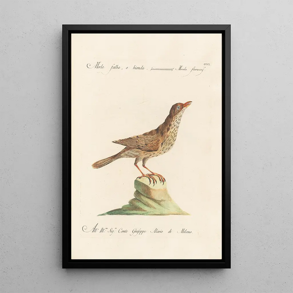 Ornithologia methodice digesta Pl283 - Saverio Manetti — gerahmtes Bild an der Wand