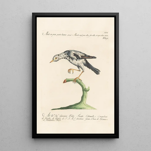 Ornithologia methodice digesta Pl284 - Saverio Manetti — gerahmtes Bild an der Wand