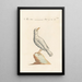 Ornithologia methodice digesta Pl285 - Saverio Manetti — gerahmtes Bild an der Wand