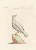 Ornithologia methodice digesta Pl285 - Saverio Manetti — Ansicht des Kunstwerks