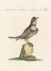 Ornithologia methodice digesta Pl286 - Saverio Manetti — Ansicht des Kunstwerks