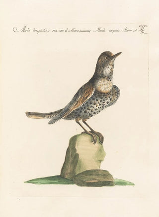 Saverio Manetti - Ornithologia methodice digesta Pl286.webp