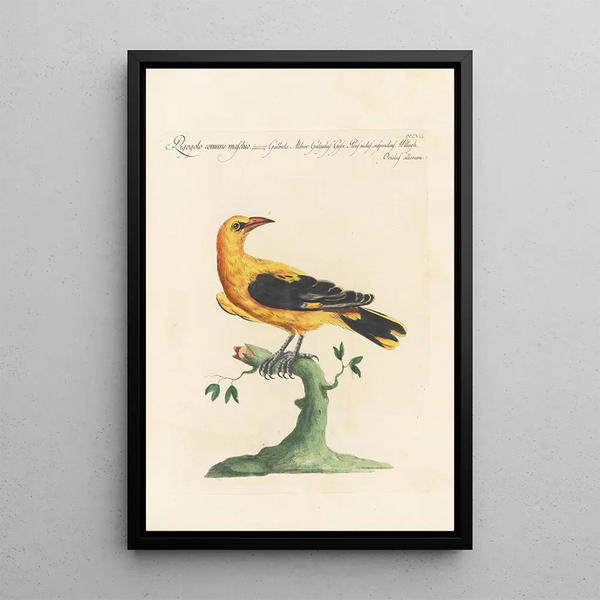 Ornithologia methodice digesta Pl289 - Saverio Manetti — gerahmtes Bild an der Wand