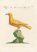 Ornithologia methodice digesta Pl290 - Saverio Manetti — Ansicht des Kunstwerks