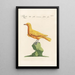 Ornithologia methodice digesta Pl290 - Saverio Manetti — gerahmtes Bild an der Wand