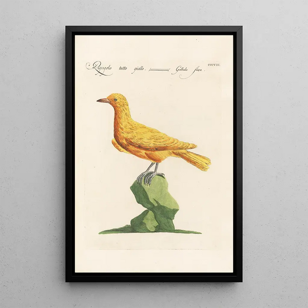 Ornithologia methodice digesta Pl290 - Saverio Manetti — gerahmtes Bild an der Wand