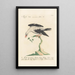 Ornithologia methodice digesta Pl291 - Saverio Manetti — gerahmtes Bild an der Wand