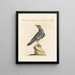 Ornithologie methodisch verdaut Pl292 - Saverio Manetti — gerahmtes Bild an der Wand