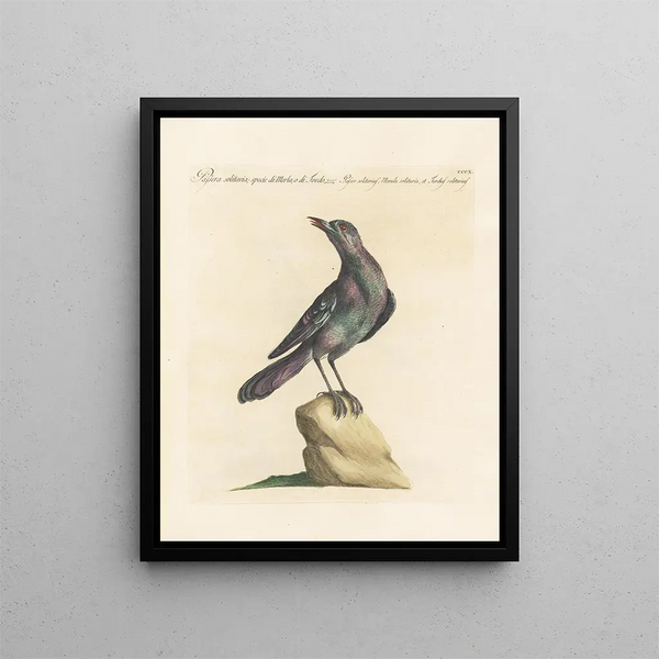 Ornithologie methodisch verdaut Pl292 - Saverio Manetti — gerahmtes Bild an der Wand